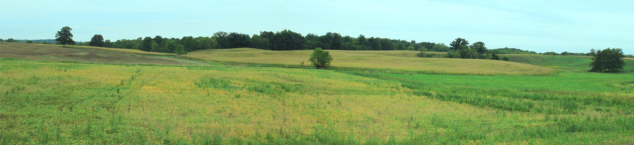 Bellevue Vacant Land